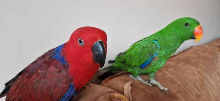 Te koop: 2 jonge Edelpapegaaien, Dieren en Toebehoren, Vogels | Parkieten en Papegaaien, Papegaai, Meerdere dieren, Pratend, Tam