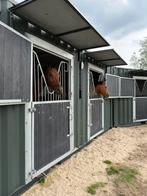 Stalling & weidegang, Dieren en Toebehoren, Stalling en Weidegang, Weidegang