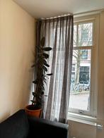 Hema transparante gordijnen, Huis en Inrichting, Ophalen of Verzenden, 200 cm of meer