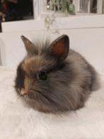 Super lieve tamme jonge konijntjes., Meerdere dieren