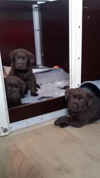 ZEER mooi labrador pups met stamboom, Dieren en Toebehoren, Honden | Retrievers, Spaniëls en Waterhonden, Rabiës (hondsdolheid)