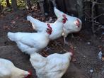 Poule de Bresse hennen, Dieren en Toebehoren, Pluimvee, Vrouwelijk, Kip
