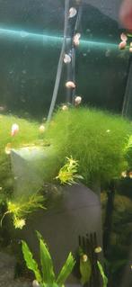 Posthoornslak, Dieren en Toebehoren, Vis