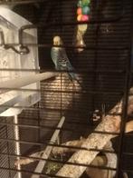Koppel grasparkieten, Dieren en Toebehoren, Vogels | Parkieten en Papegaaien, Meerdere dieren, Parkiet