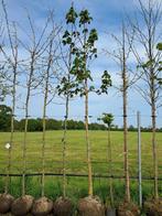 Aesculus hippocastanum, paarden kastanje 14-16 cm, Tuin en Terras, Planten | Bomen, In pot, Halfschaduw, Lente, 400 cm of meer