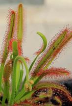 Zaden Drosera capensis, Ophalen of Verzenden, Zaad