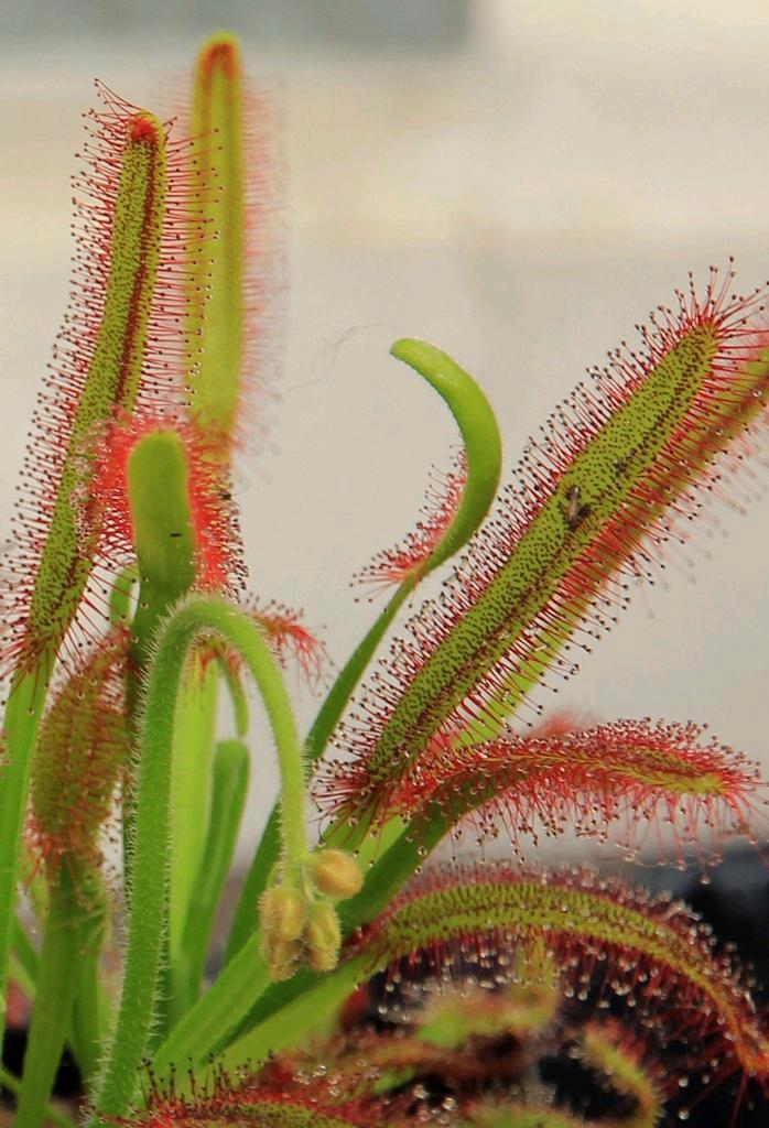 Zaden Drosera capensis, Tuin en Terras, Bloembollen en Zaden, Zaad, Ophalen of Verzenden