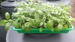 Circa 40 basilicumplanten biologisch., Ophalen, Zomer, Overige soorten, Volle zon