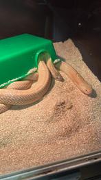 Naja kaouthia, Slang, 0 tot 2 jaar