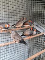 Koppels zebravinken charcoal., Meerdere dieren, Tropenvogel