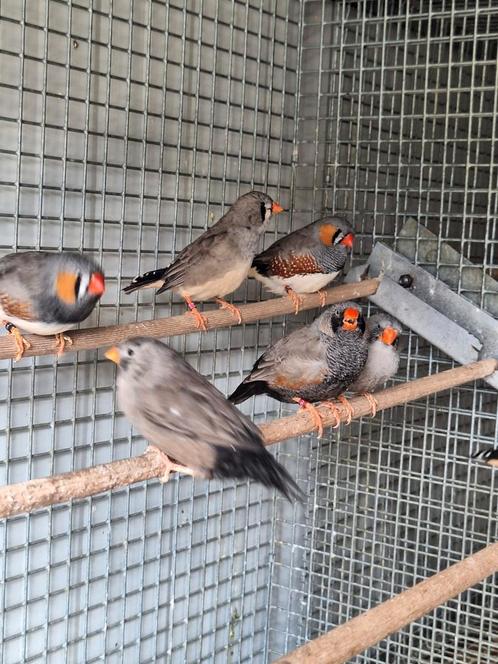Koppels zebravinken charcoal., Dieren en Toebehoren, Vogels | Overige Vogels, Tropenvogel, Meerdere dieren