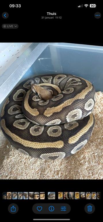Ball Python dame Phantom 100% Ultramel beschikbaar voor biedingen