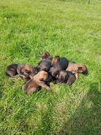 Mechelse herder pups, Particulier, Meerdere, 8 tot 15 weken, Herder