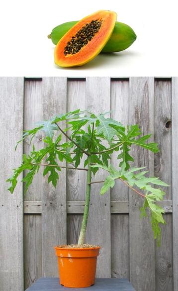 2 Carica Papaya Sunnybees Planten- 75 cm Hoog beschikbaar voor biedingen