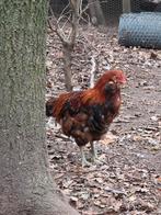 Araucana, Mannelijk, Kip