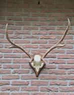 Edelhert Gewei Jacht Hut Mancave Overkapping D73, Verzamelen, Dierenverzamelingen, Ophalen of Verzenden, Gebruikt, Hert, Gewei of Kop
