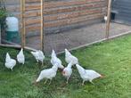 Broedeieren witte leghorn, Dieren en Toebehoren, Pluimvee, Geslacht onbekend, Kip