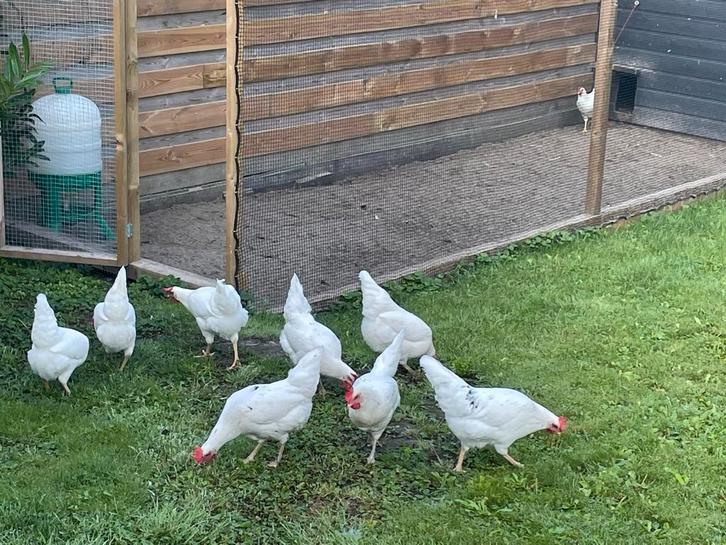 Broedeieren witte leghorn, Dieren en Toebehoren, Pluimvee, Kip, Geslacht onbekend