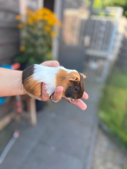 Geweldige Gladhaar Beer Choco Buff Wit, Dieren en Toebehoren, Knaagdieren, Mannelijk, Cavia, Juli, Tam