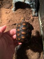 2024 - Chelonoides Carbonaria (Kolenbrander), Dieren en Toebehoren, Slang, 0 tot 2 jaar