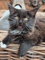 Mainecoon kitten, Dieren en Toebehoren, Katten en Kittens | Raskatten | Langhaar, Poes, Gechipt