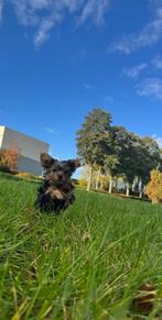 Yorkshire terrier pups ( mini ), Dieren en Toebehoren, Yorkshire Terriër, Particulier, Rabiës (hondsdolheid), 15 weken tot 1 jaar