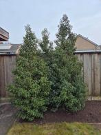 Portugese laurier Prunus lusitanica angustifolia 270/300 cm, Tuin en Terras, Planten | Bomen, Overige soorten, 250 tot 400 cm