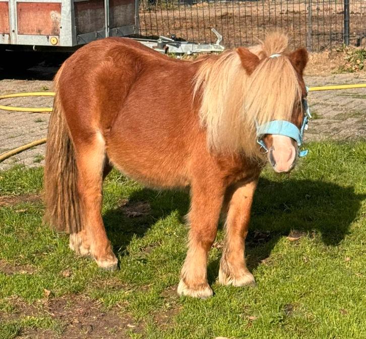 Prachtig Hengstje te koop, Dieren en Toebehoren, Pony's, Hengst