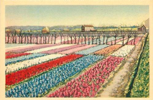 (300-047-027) Nederland Hollandse Bloembollenvelden, Verzamelen, Ansichtkaarten | Nederland, Noord-Holland, Verzenden