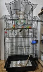 agapornissen met kooi, Dieren en Toebehoren, Ophalen of Verzenden, Zo goed als nieuw, Metaal, Vogelkooi
