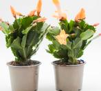 ik ben opzoek naar een gele lidcactus, Ophalen of Verzenden, Overige soorten, Volle zon