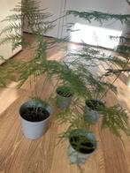 Asparagus Setaceus (Sierasperge) Planten, Vaste plant, Bloeit niet, Halfschaduw, Ophalen
