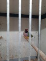 Gouldamadine roodkop paarsborst man en pop van eind 2024, Dieren en Toebehoren, Vogels | Overige Vogels, Meerdere dieren