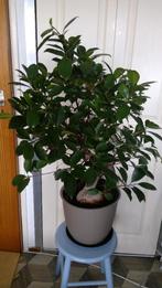 Ficus ginseng, Huis en Inrichting, Kamerplanten, Ophalen, Ficus, Halfschaduw, In pot