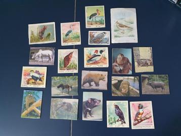 O.a. 21 antieke dieren & vogel plaatjes Val Bubble gum & Ful beschikbaar voor biedingen