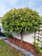 Red Robin Photinia boom, Tuin en Terras, Halfschaduw, Lente, 250 tot 400 cm, Ophalen