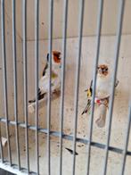 Koppel  putters, Dieren en Toebehoren, Meerdere dieren, Wildzangvogel