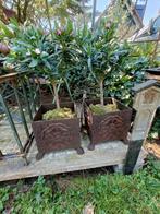 2 x gietijzeren jardinieres plantenbakken, Ophalen, Gebruikt