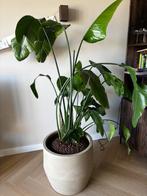 Strelitzia Nicolai plant, Vaste plant, Halfschaduw, Lente, Ophalen