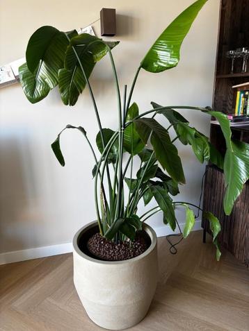 Strelitzia Nicolai plant   beschikbaar voor biedingen