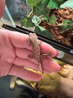Baby wimpergekko’s, Dieren en Toebehoren, Reptielen en Amfibieën, Hagedis, 0 tot 2 jaar