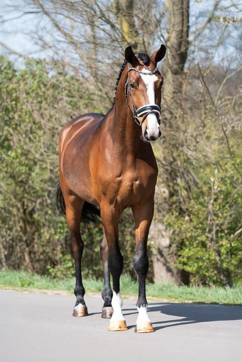 Brave 3 jarige ruin, Dieren en Toebehoren, Paarden, Ruin, 3 tot 6 jaar, Dressuurpaard