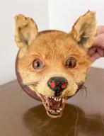 Opgezette vos, taxidermie, vossenhoofd, Verzamelen, Dierenverzamelingen, Ophalen, Gebruikt, Wild dier, Opgezet dier