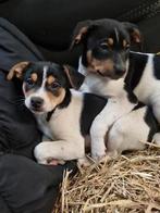 boerenfox pups 2 prachtige reutjes, Dieren en Toebehoren, Parvo, 8 tot 15 weken, Meerdere, Meerdere dieren