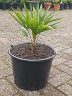 Palmboomjes 30 tot 40 cm hoog.Trachycarpus fortunei, Ophalen, Overige soorten, Volle zon