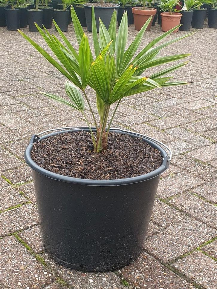 Palmboomjes 30 tot 40 cm hoog.Trachycarpus fortunei, Tuin en Terras, Planten | Tuinplanten, Overige soorten, Volle zon, Ophalen