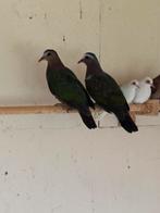 Twee koppels Groenvleugel duiven, Meerdere dieren, Overige soorten
