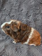 Cavia rex zeugje goudagouti rood wit., Cavia, Juni, Vrouwelijk, Tam