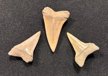 Rumst, Belgie, setje haaientanden, megalodon beschikbaar voor biedingen