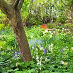 de Slingertuin – herfstbezoek & laatste openingsdag, Ophalen, Vaste plant, Overige soorten, Volle zon